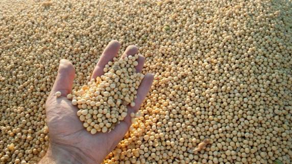 Safra de soja 2018/19 do Brasil, em colheita avançada, deverá totalizar 112,5 milhões de toneladas, projetou a AgRural nesta segunda-feira