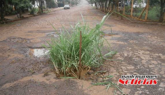 Plantação de capim elefante simboliza indignação de moradores do bairro Oriental - foto 2