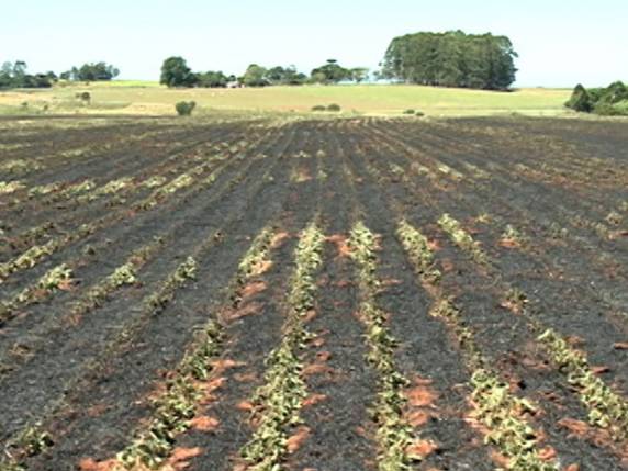 Propriedade de Cruz Alta teve plantação de 20 hectares 

danificada