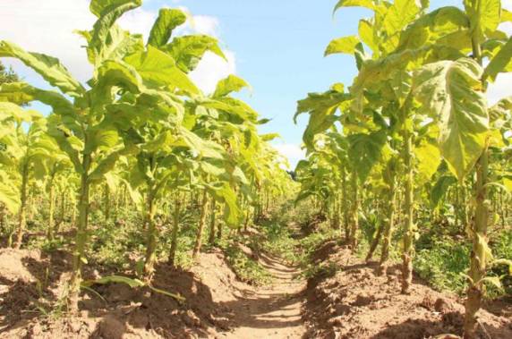 Cooperativas indicam perdas em áreas de milho e alertam para possível impacto na 

soja