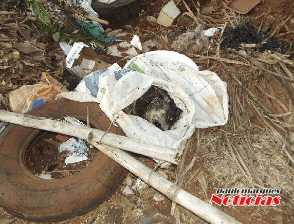Animais mortos são jogados na rua no bairro Oriental. Moradores estão indignados - foto 2