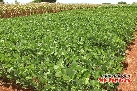 Empresa Vertente Agronegócios estará realizando um importante Dia de Campo - foto 3