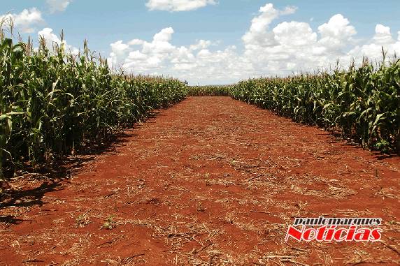 Empresa Vertente Agronegócios estará realizando um importante Dia de Campo - foto 2