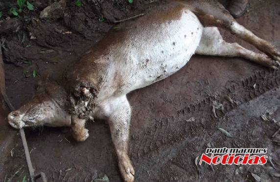 Animal selvagem volta a atacar
as criações no distrito de Manchinha - foto 2