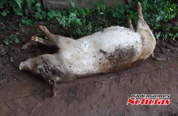 Animal selvagem volta a atacar
as criações no distrito de Manchinha - foto 3