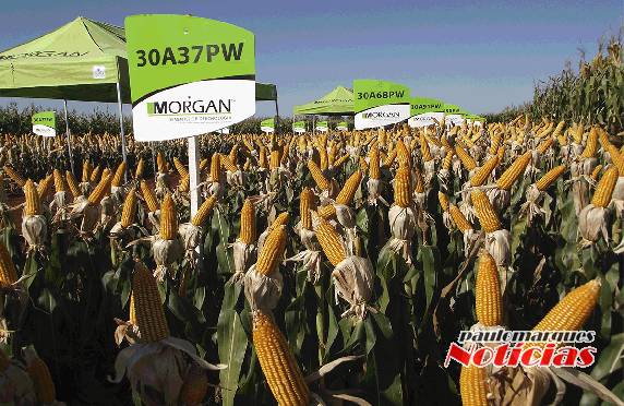 Vertente Agronegócios e Morgan Sementes e Biotecnologia realizaram Dia de Campo - foto 2