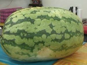 Melancia com 74 quilos vira atração em fruteira de São Borja, RS - foto 2