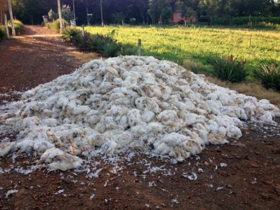 Temperatura de quase 40°
C mata cerca de 18 mil frangos em Marau, RS - foto 2