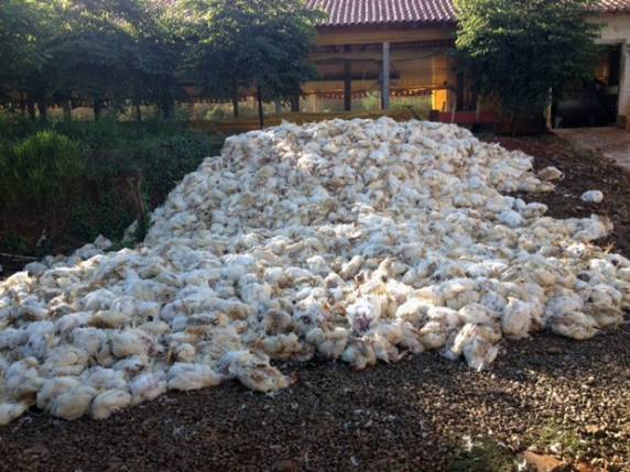 Temperatura de quase 40°
C mata cerca de 18 mil frangos em Marau, RS - foto 3
