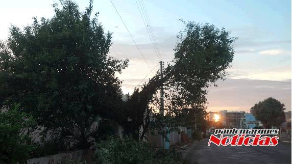 Tipo de podas de árvores para liberar a fiação da rede elétrica, é questionado pelos
munícipes - foto 2