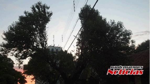 Tipo de podas de árvores para liberar a fiação da rede elétrica, é questionado pelos
munícipes - foto 3