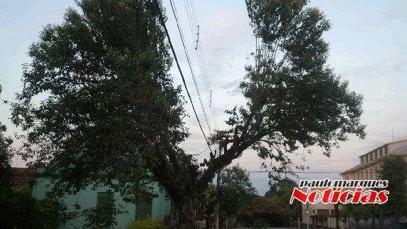 A aparência das árvores são muito prejudicadas