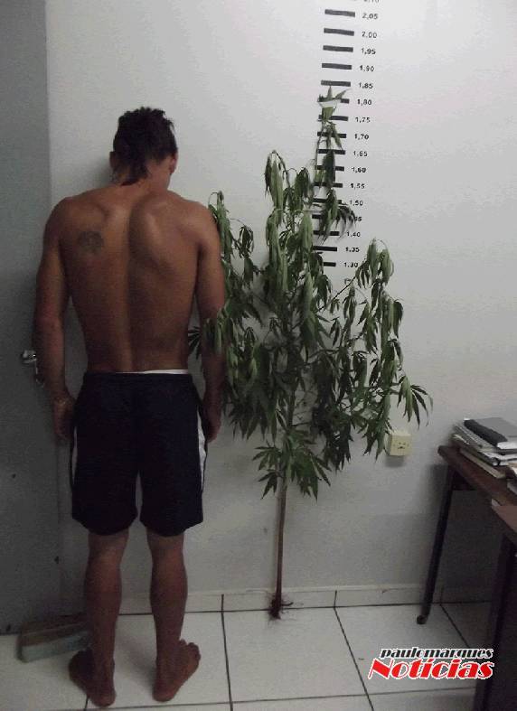 Polícia Civil prende jovem que cultivava pé de maconha de 1,8 mt, em Três de Maio - foto 2