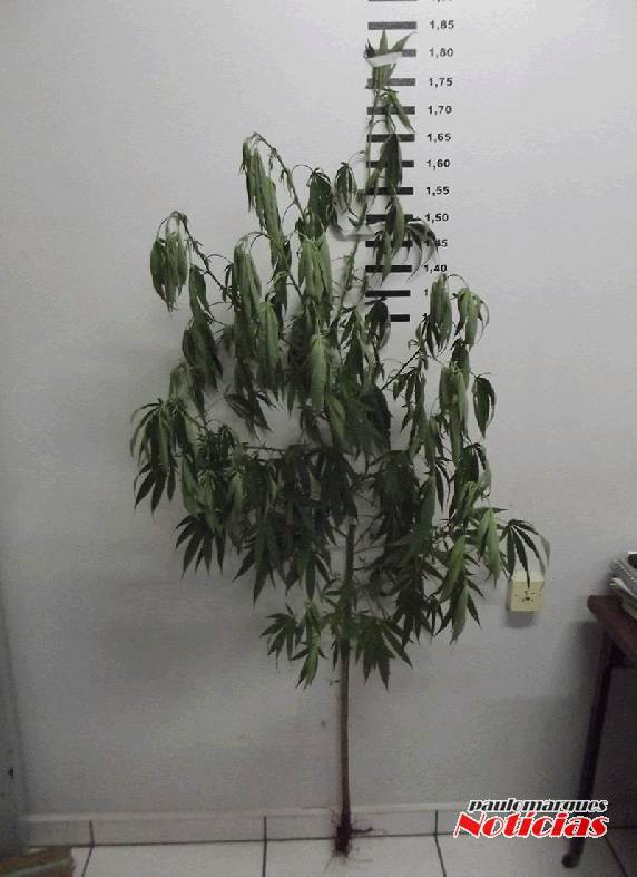 Polícia Civil prende jovem que cultivava pé de maconha de 1,8 mt, em Três de Maio - foto 3
