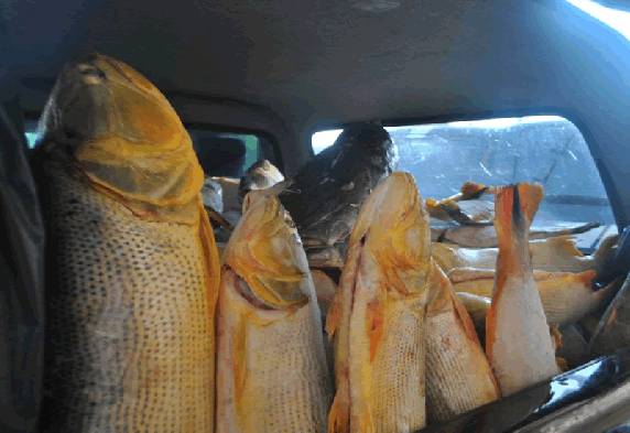 Polícia Civil apreende 1070 kg de peixes em São Luiz Gonzaga - foto 2