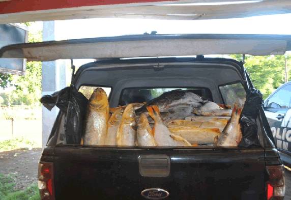 Polícia Civil apreende 1070 kg de peixes em São Luiz Gonzaga - foto 3