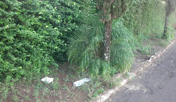 Passeios públicos - De quem é a responsabilidade ? - foto 2