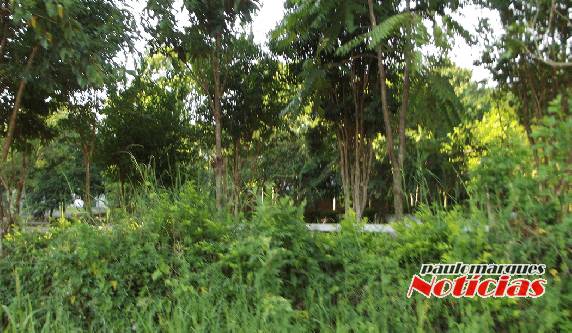 Indivíduos
são flagrados pela BM consumindo maconha na área do lago do bairro Oriental - foto 3