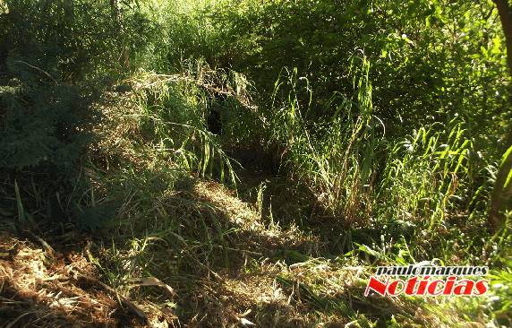 Colisão traseira faz veículo descer
barranco na ERS 342 em Três de Maio - foto 3