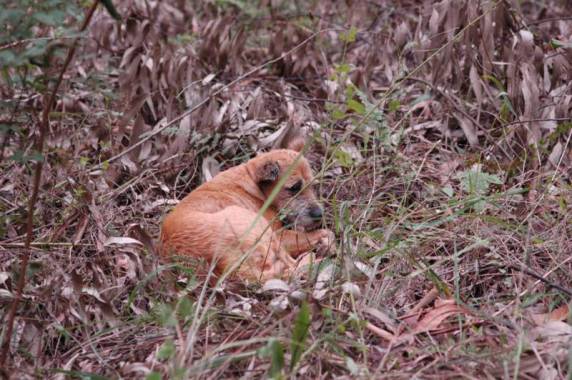 Animal
silvestre em extinção subiu em árvore para fugir dos cães - foto 2