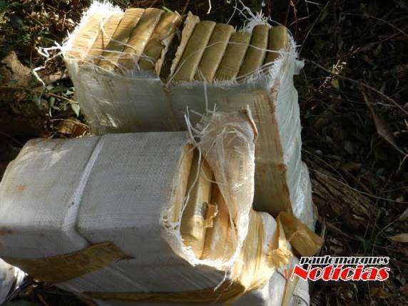 Polícia Civil de Três de Maio faz apreensão de mais de 54kg de maconha - foto 2