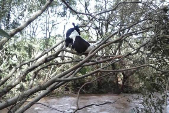 Animal foi encontrado nesta 

segunda-feira, depois que o nível da água baixou