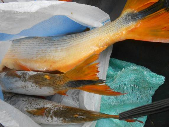 BM apreende carga de peixes na BR 285 - foto 2