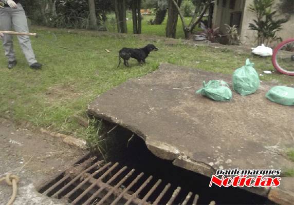 Bombeiros são chamados para resgatar uma cachorrinha que teria sido jogada em uma boca de lobo - foto 3