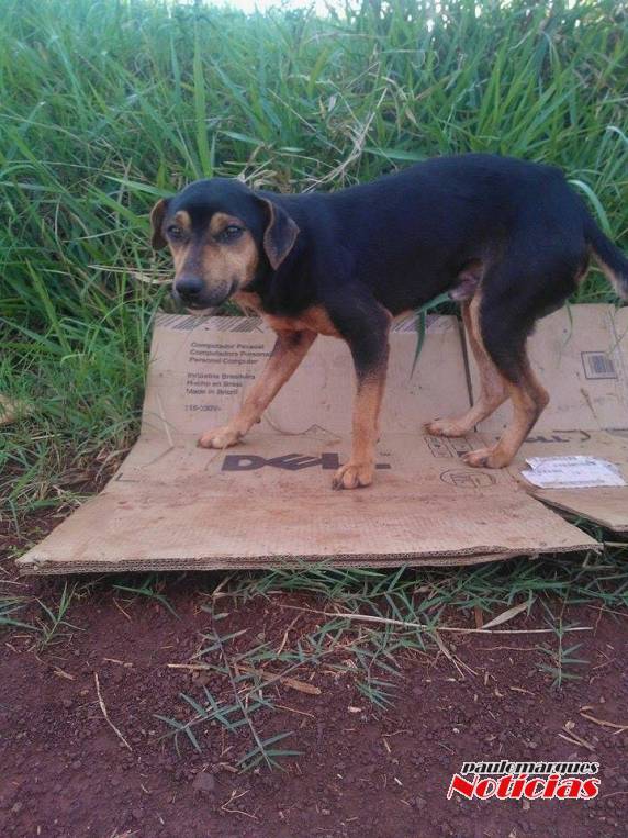 Abandono de cães preocupam a comunidade de Bela Vista - foto 2