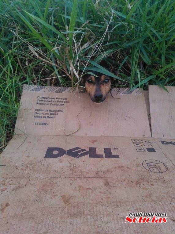 Abandono de cães preocupam a comunidade de Bela Vista - foto 3