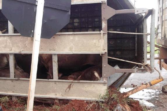Caminhão carregado com gado tomba na BR 285 - foto 3