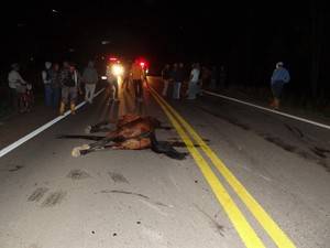 Jovem à cavalo morre após acidente na RST-357, em Caçapava do Sul - foto 3