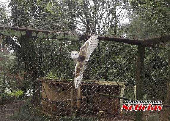 Os animais estão sendo capturados por funcionários do Ibama e da secretaria Estadual do Meio-Ambiente
