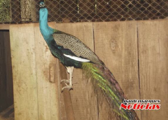 Ibama retira animais de zoológico particular em Três de 

Maio - foto 3