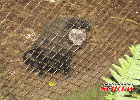 Ibama retira animais de zoológico particular em Três de 

Maio - foto 2