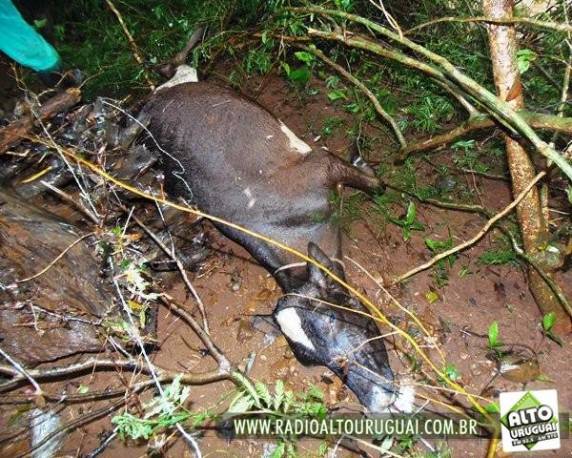 Novilhas são arrastadas pela enchente em localidades do interior do município de Humaitá - foto 3
