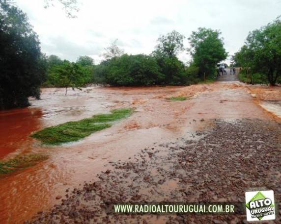 Novilhas são arrastadas pela enchente em localidades do interior do município de Humaitá - foto 2
