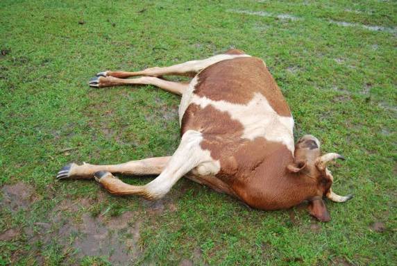 O fato ocorreu no início da manhã desta terça-feira (30)