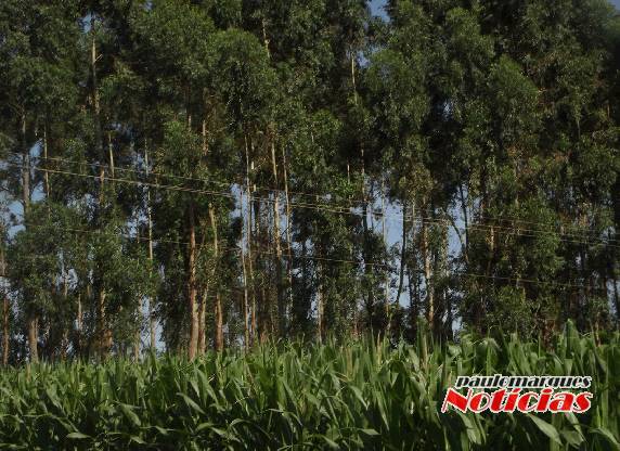 Cortes de eucaliptos ocasionam queda de rede de energia em Caravágio-Três de Maio - foto 2