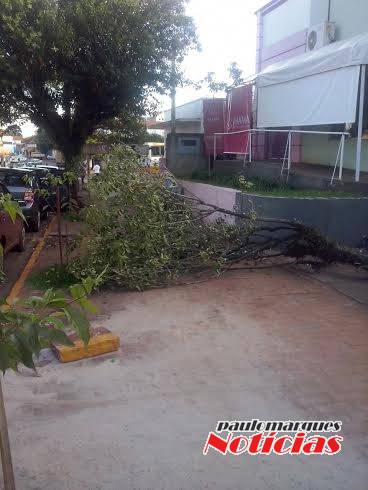 Calçada encontra-se obstruída por galho no centro da cidade - foto 3
