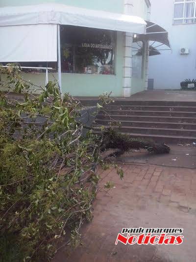 Calçada encontra-se obstruída por galho no centro da cidade - foto 2