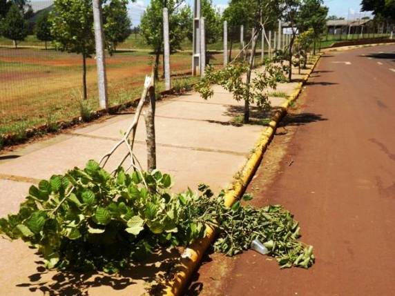 Atos de vandalismo contra arborização da Avenida Rui Biriva em Eldorado, Horizontina - foto 3