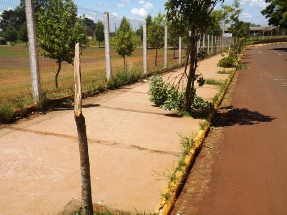 Atos de vandalismo contra arborização da Avenida Rui Biriva em Eldorado, Horizontina - foto 2