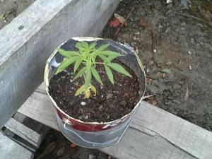 Creche
inacabada de prefeitura do RS abriga plantação de maconha, diz PM - foto 3