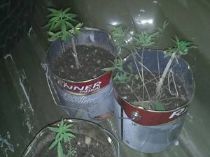 Creche
inacabada de prefeitura do RS abriga plantação de maconha, diz PM - foto 2
