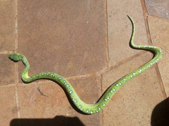 Serpente é encontrada em remessa do
Sedex em Passo Fundo - foto 2