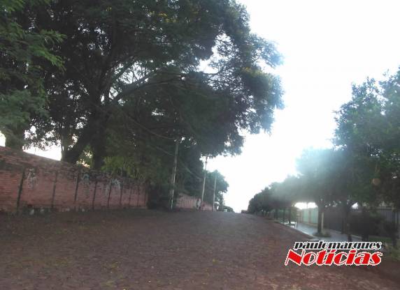 Galhos de árvores
ocasionam seguidas faltas de energia na rua Guilherme Tesch - foto 2