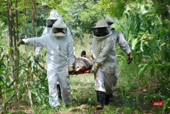 Apicultor tomba máquina agrícola e fica preso cercado por milhares de abelhas - foto 3