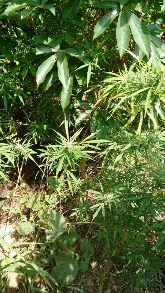 Plantação de maconha com quase uma hectare é descoberta em Tijucas SC - foto 2