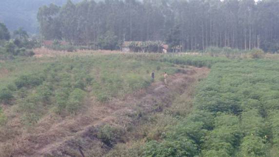 Plantação de maconha com quase uma hectare é descoberta em Tijucas SC - foto 5